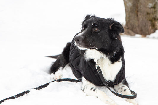 Winter Dog Safety Tips: Keeping Your Pup Happy and Healthy in Cold Weather - The Little Bear Box
